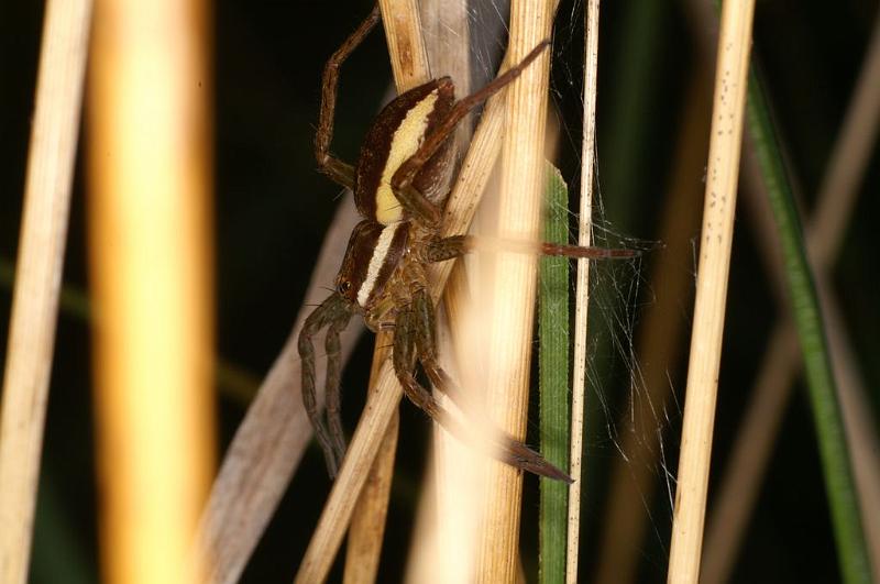 Dolomedes_fimbriatus_D8306_Z_89_Les Gris_Frankrijk.jpg